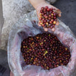 Cargar imagen en el visor de la galería, Honduras - Las Calaveras