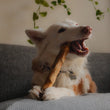 Cargar imagen en el visor de la galería, Mordedor natural para perros de madera de café