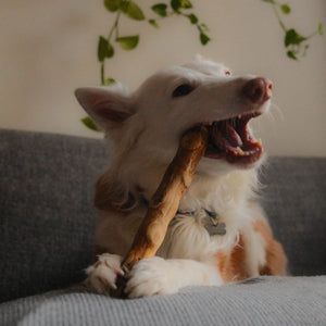 Mordedor natural para perros de madera de café