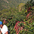 Cargar imagen en el visor de la galería, Guatemala - La Nueva Montaña