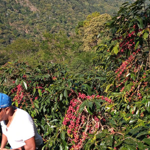 Guatemala - La Nueva Montaña