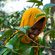 Load image into Gallery viewer, Tanzania - Acacia Hills